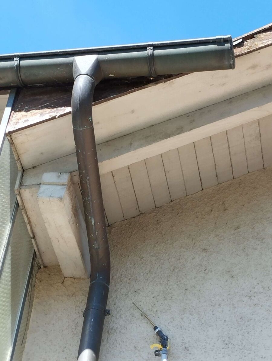 wespennest_entfernen