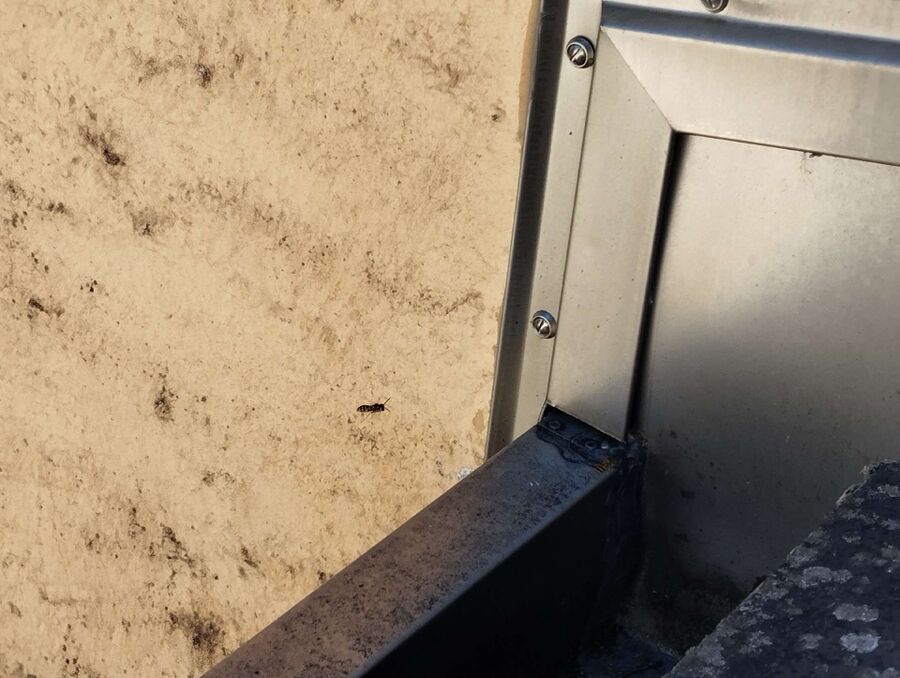 wespennest_entfernen