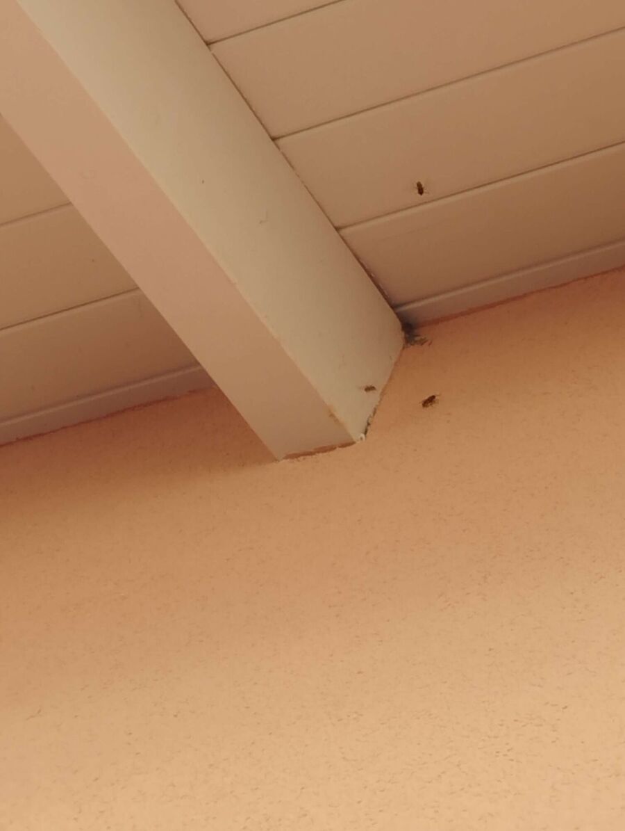 wespennest_entfernen