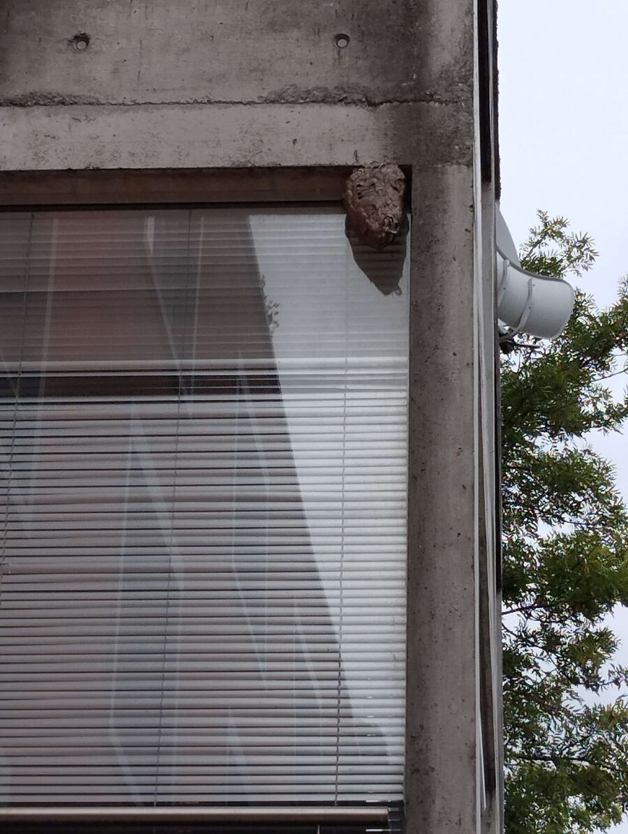 wespennest_entfernen