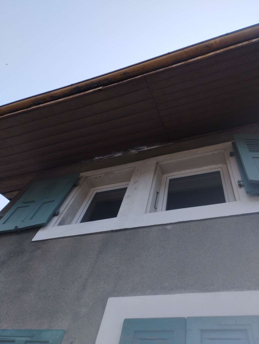 wespennest_entfernen