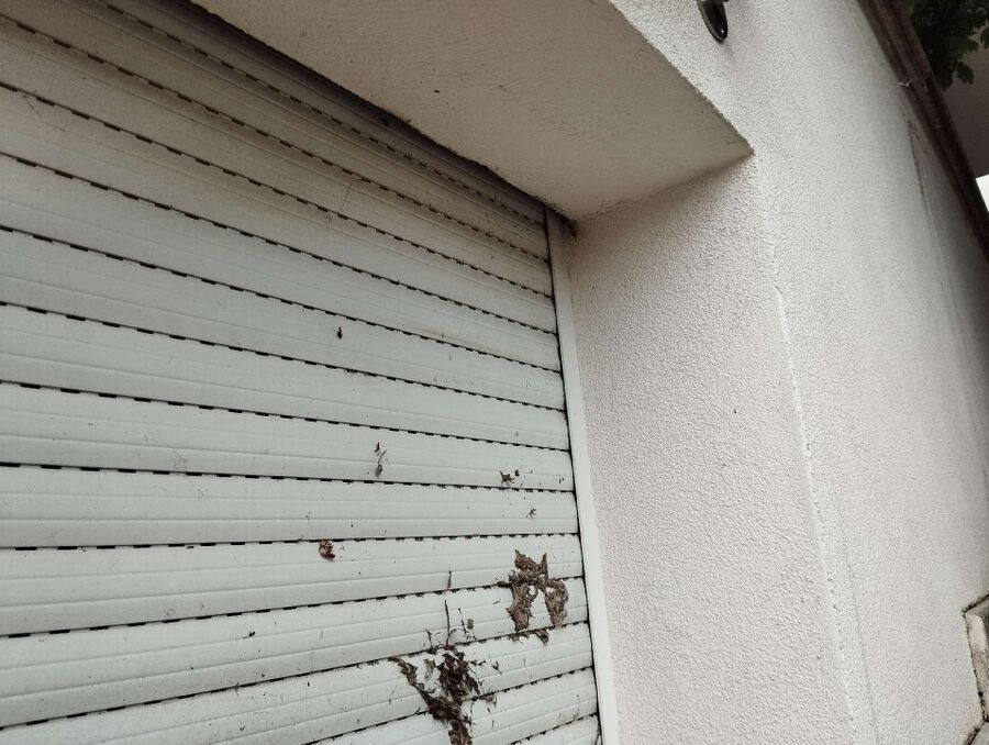 wespennest_entfernen