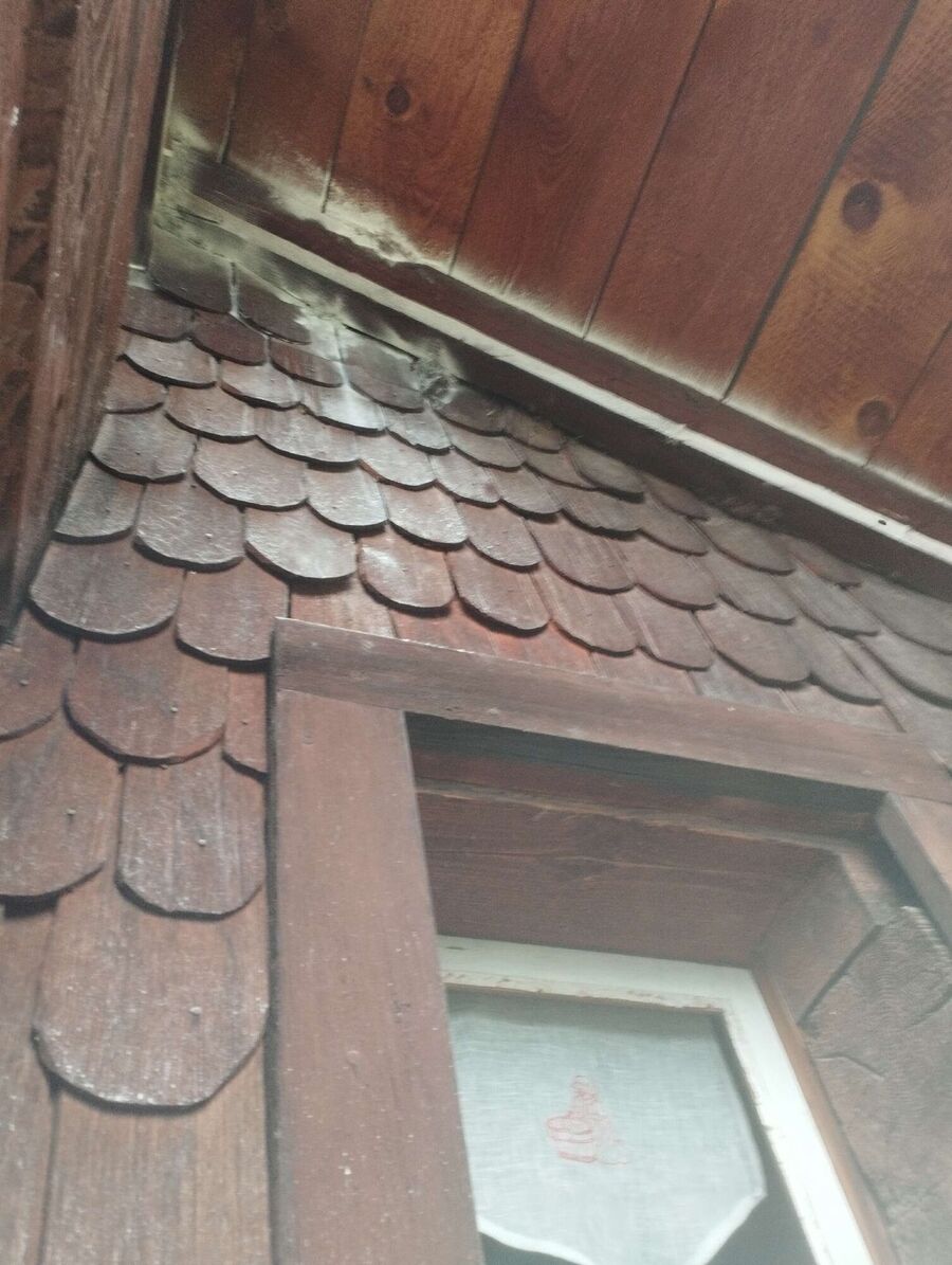 wespennest_entfernen