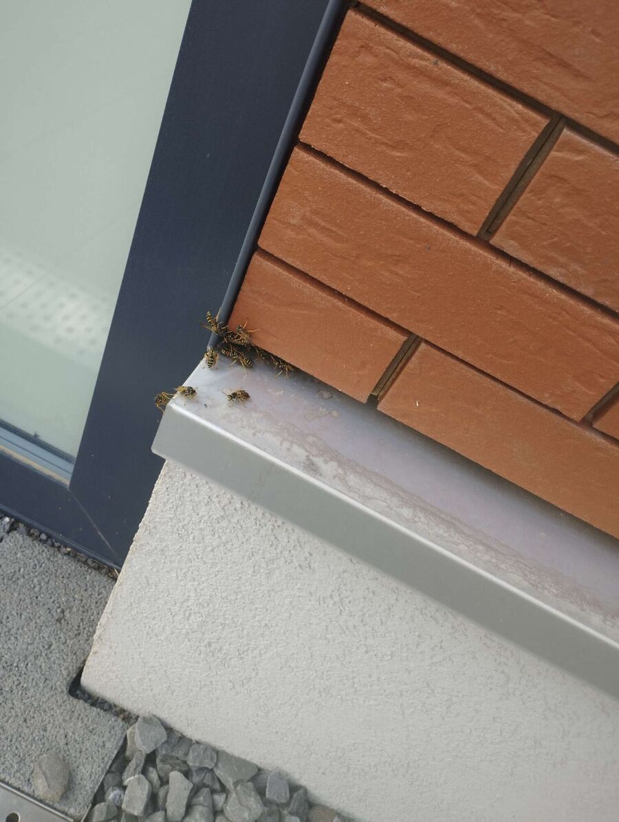 wespennest_entfernen