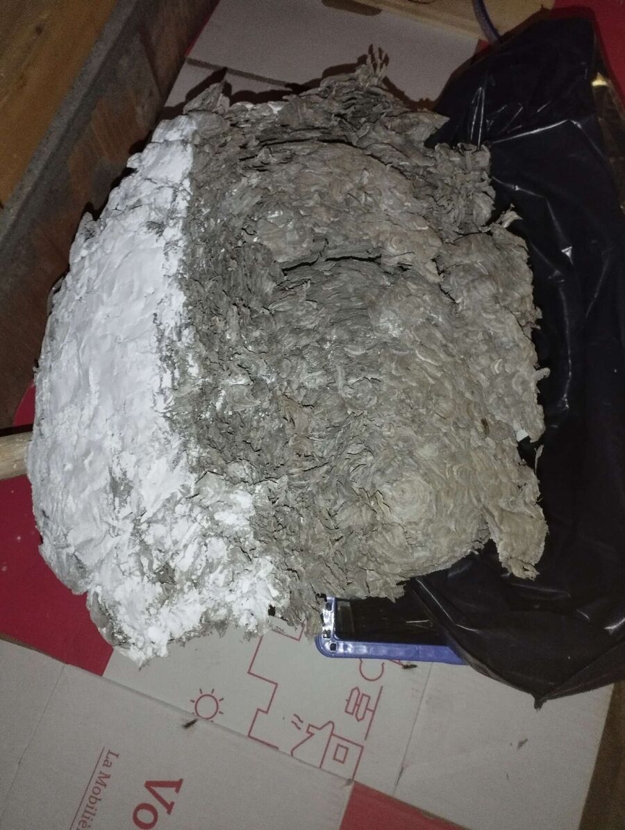 wespennest_entfernen