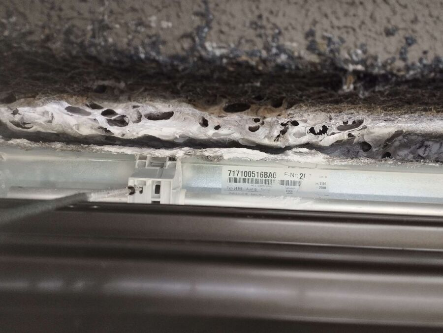 wespennest_entfernen