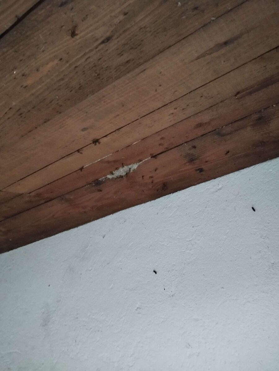 wespennest_entfernen