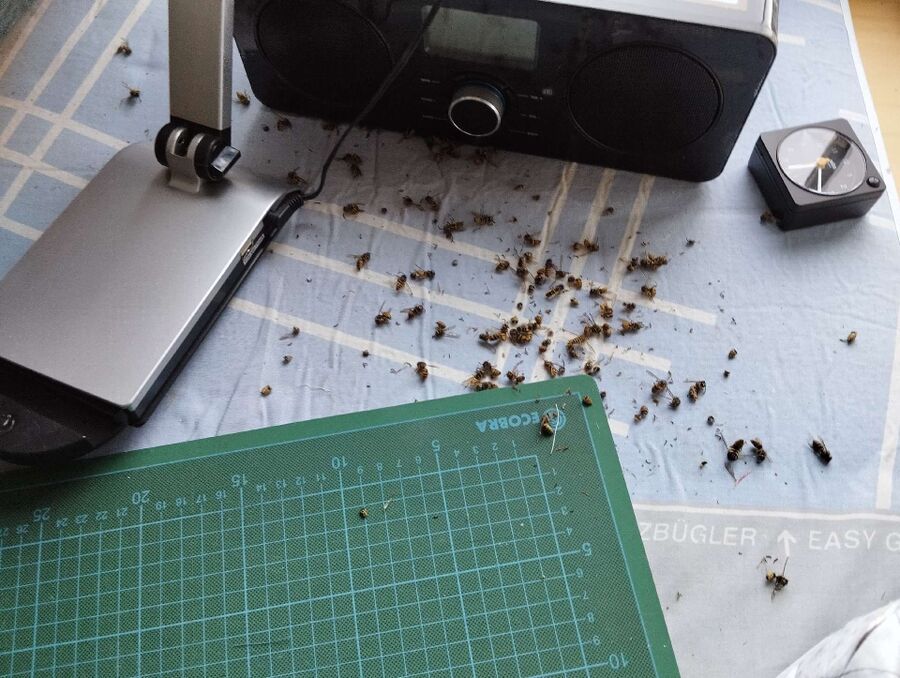 wespennest_entfernen