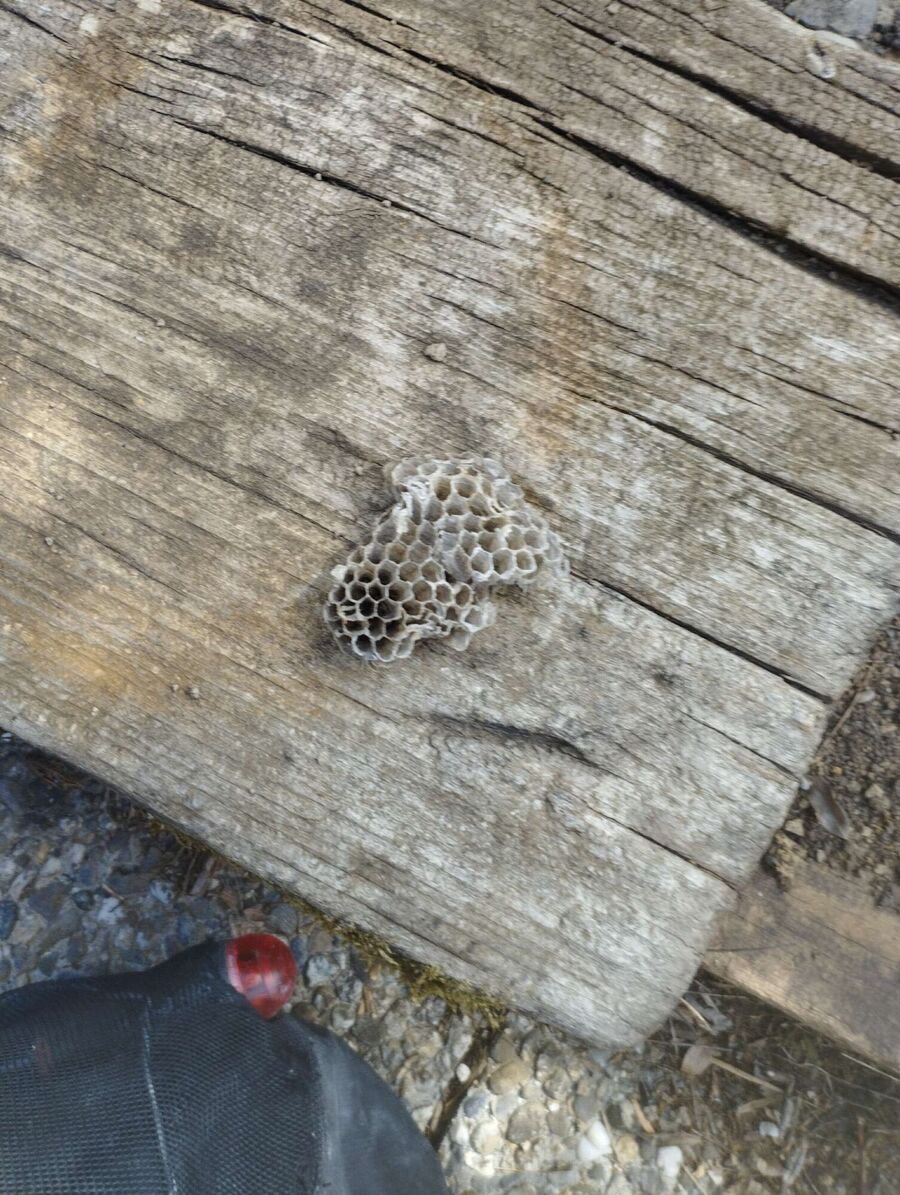 wespennest_entfernen