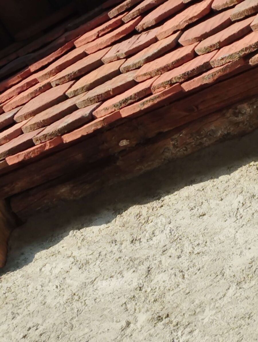 wespennest_entfernen