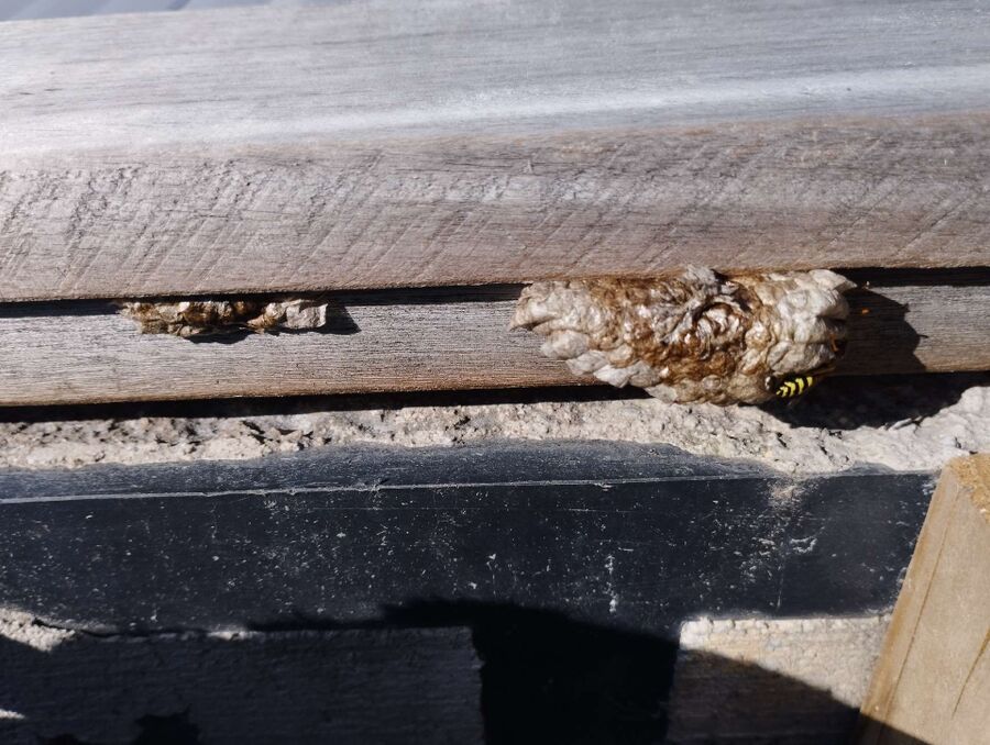 wespennest_entfernen