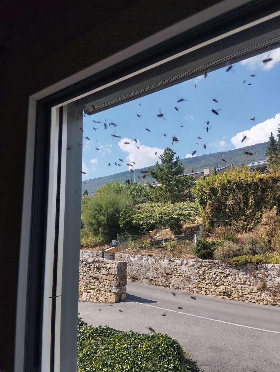 wespennest_entfernen