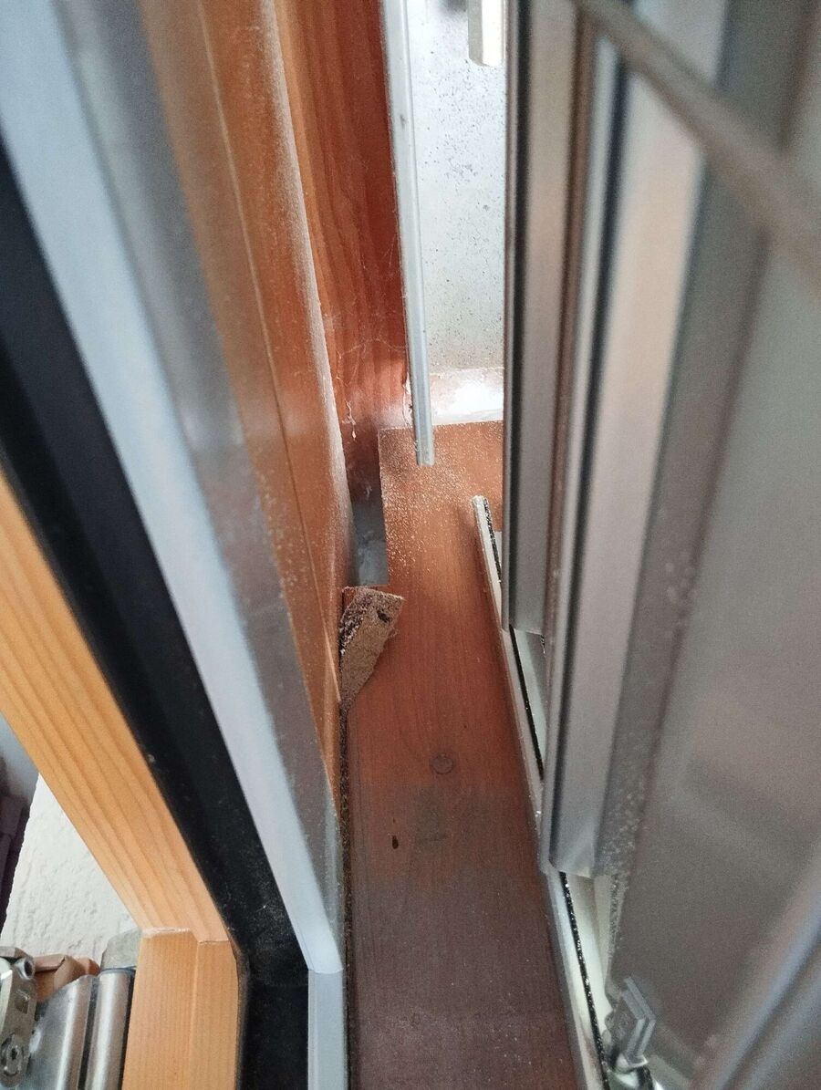 wespennest_entfernen