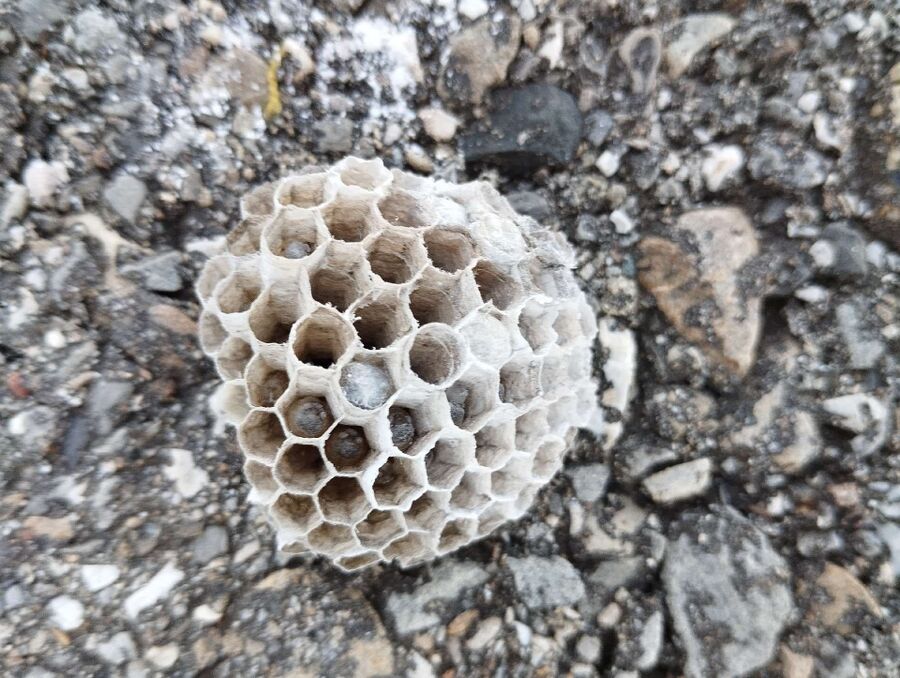 wespennest_entfernen