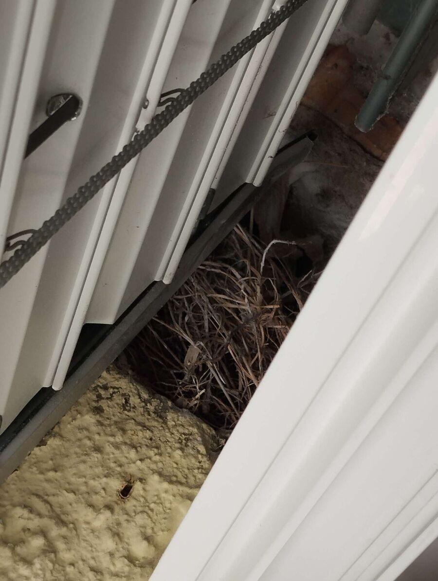 wespennest_entfernen