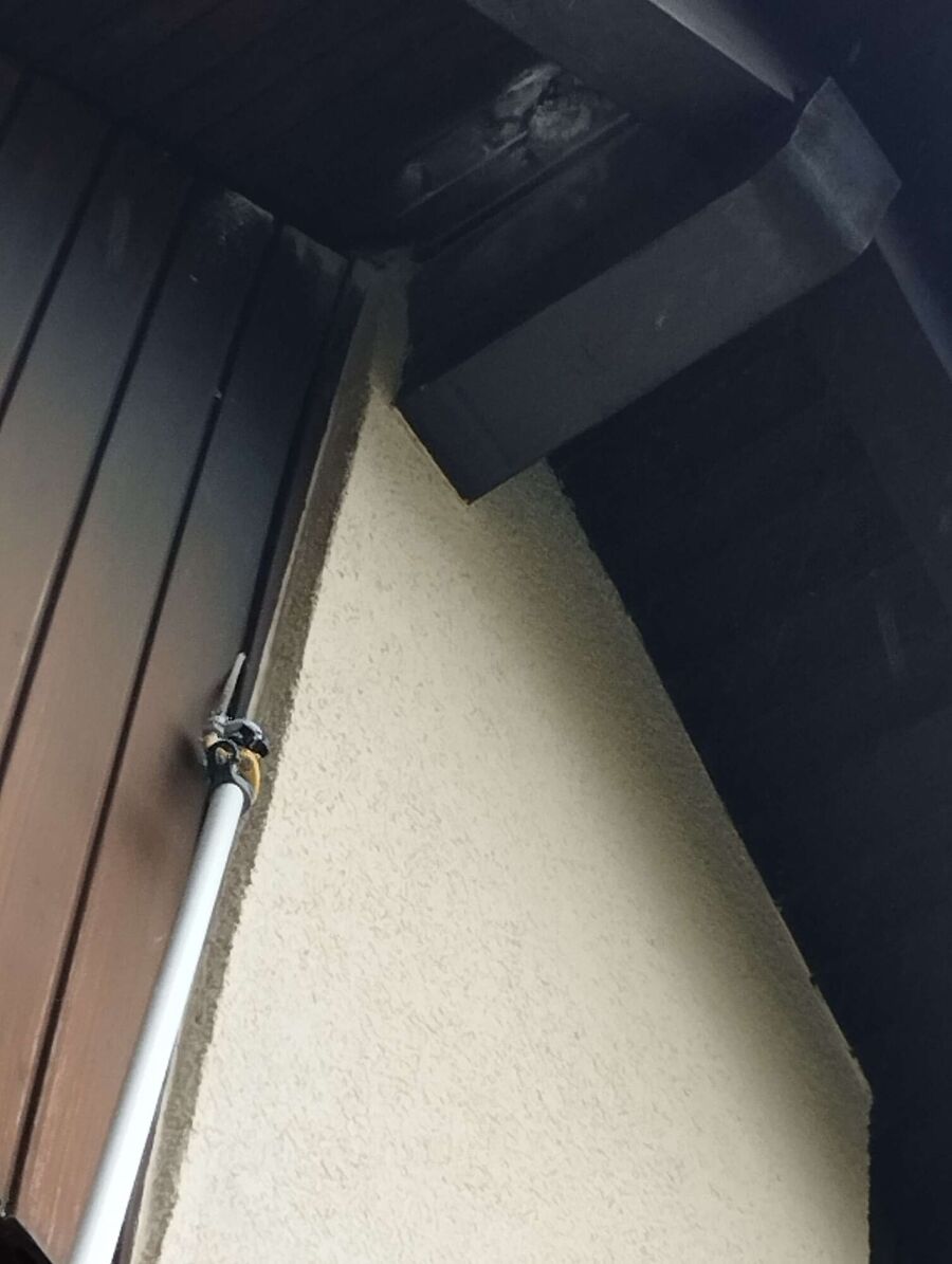 wespennest_entfernen