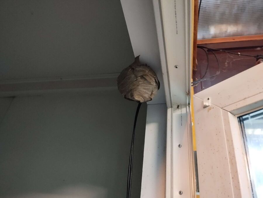 wespennest_entfernen