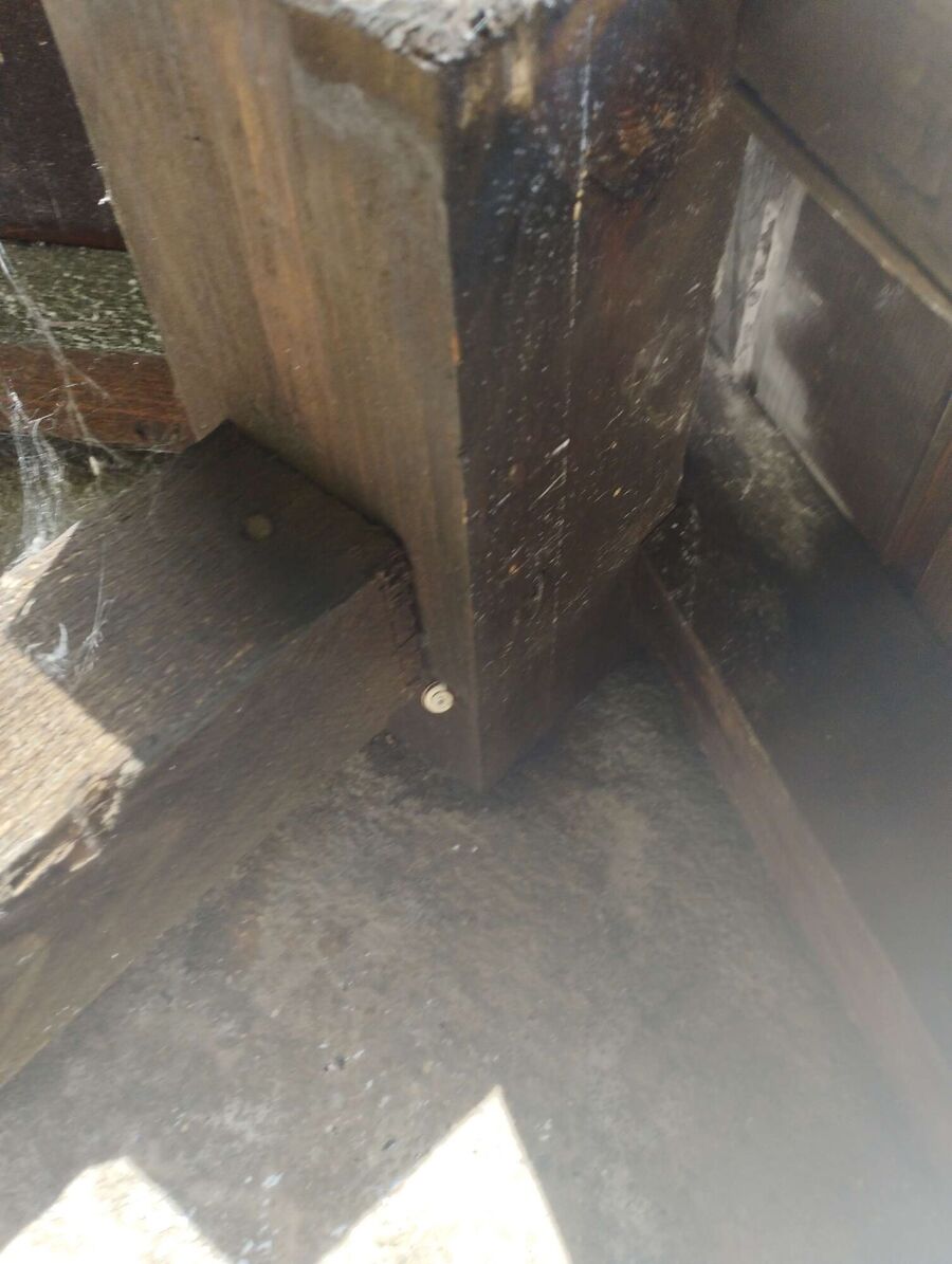 wespennest_entfernen