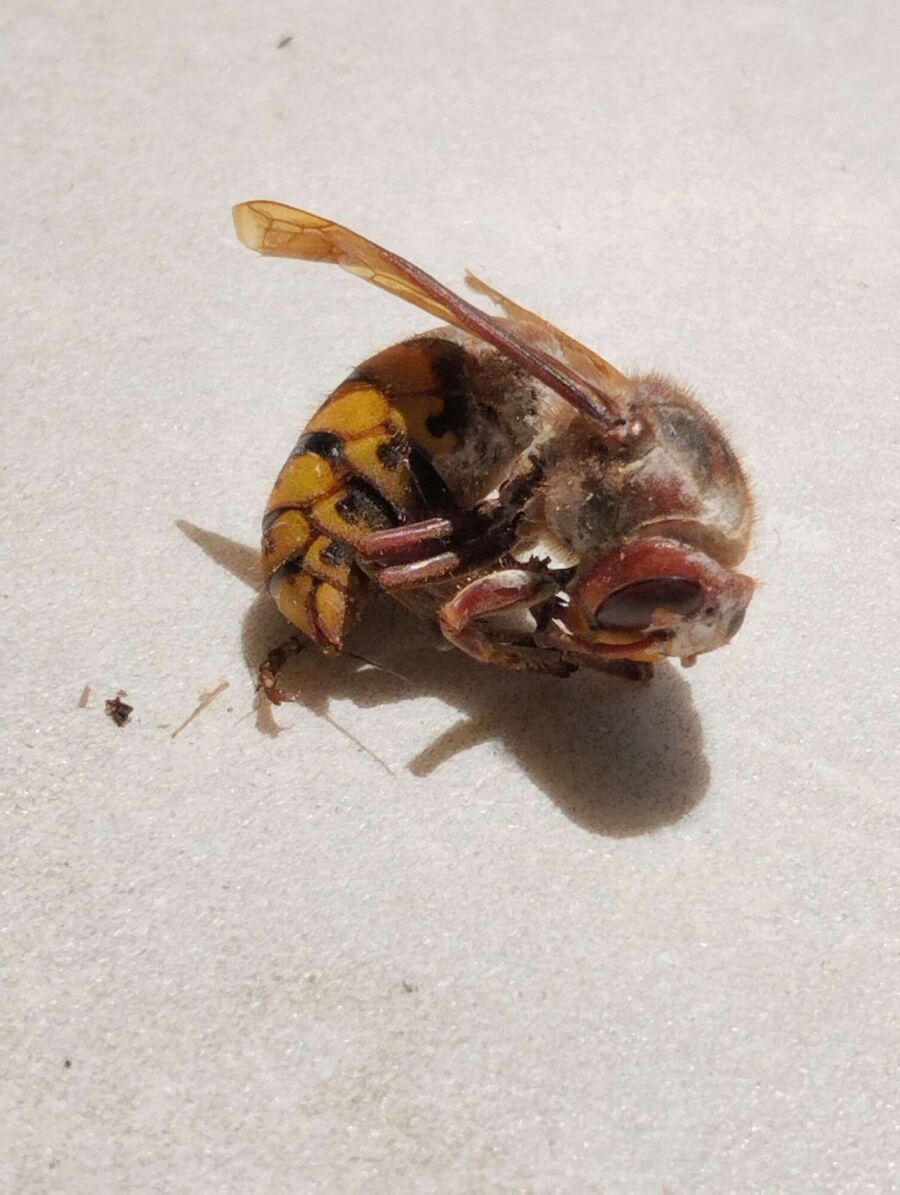 wespennest_entfernen