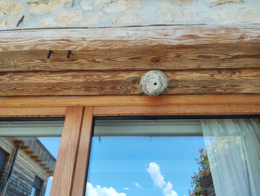 wespennest_entfernen