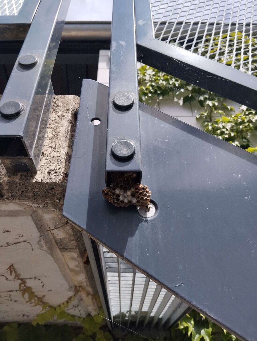 wespennest_entfernen