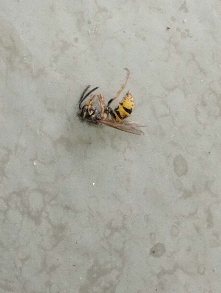 wespennest_entfernen