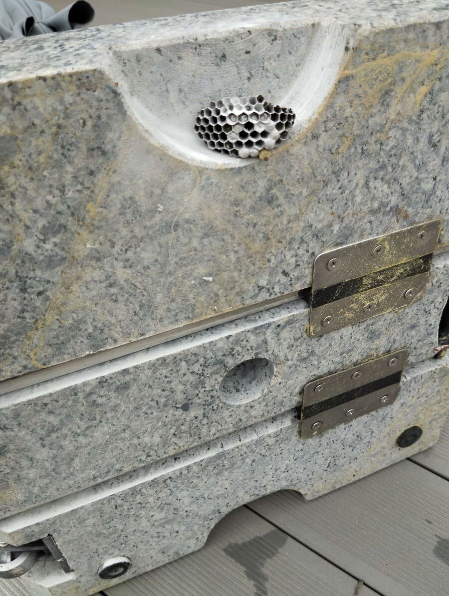 wespennest_entfernen