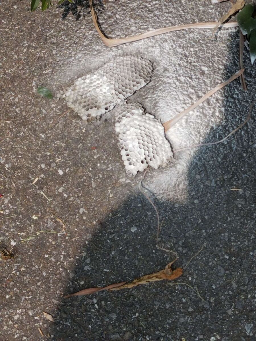 wespennest_entfernen