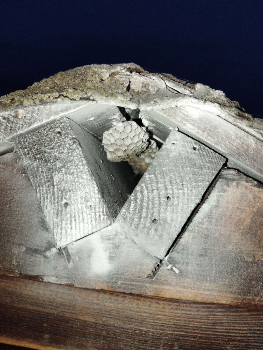 wespennest_entfernen