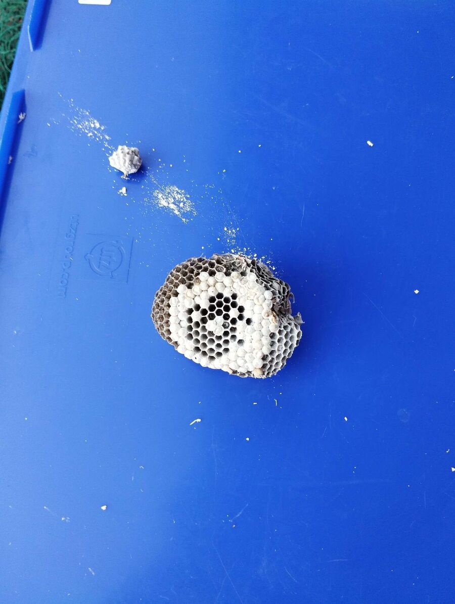 wespennest_entfernen