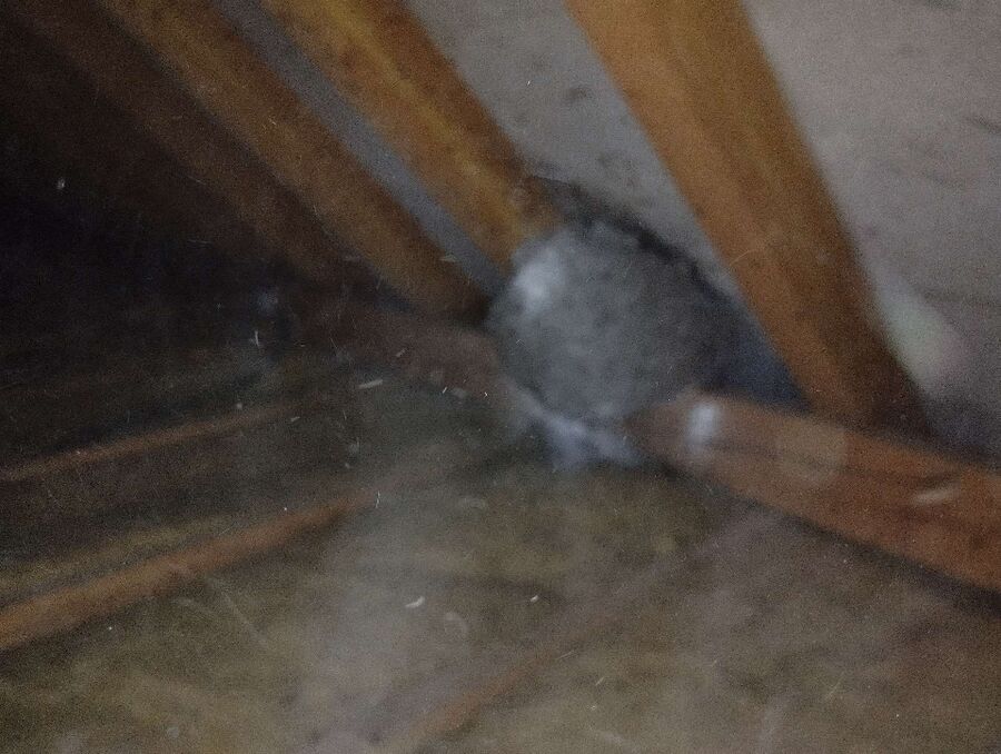 wespennest_entfernen