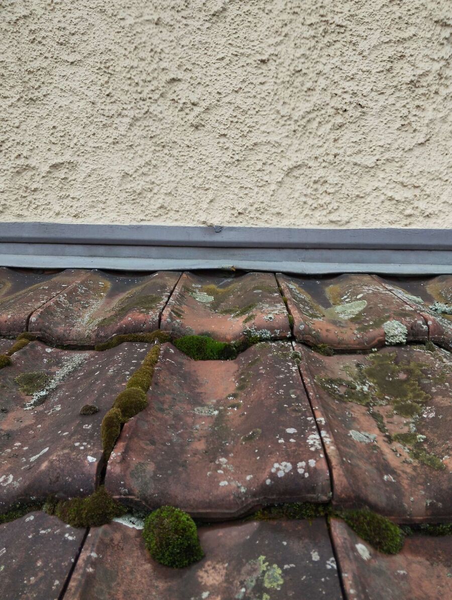 wespennest_entfernen