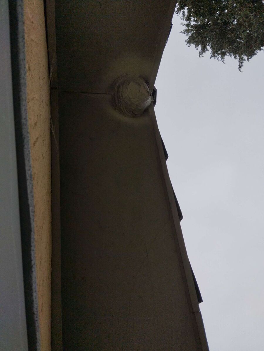 wespennest_entfernen