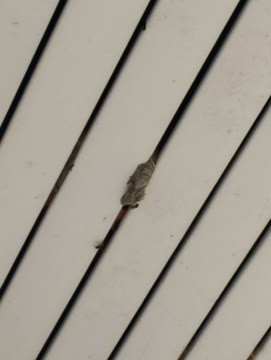 wespennest_entfernen