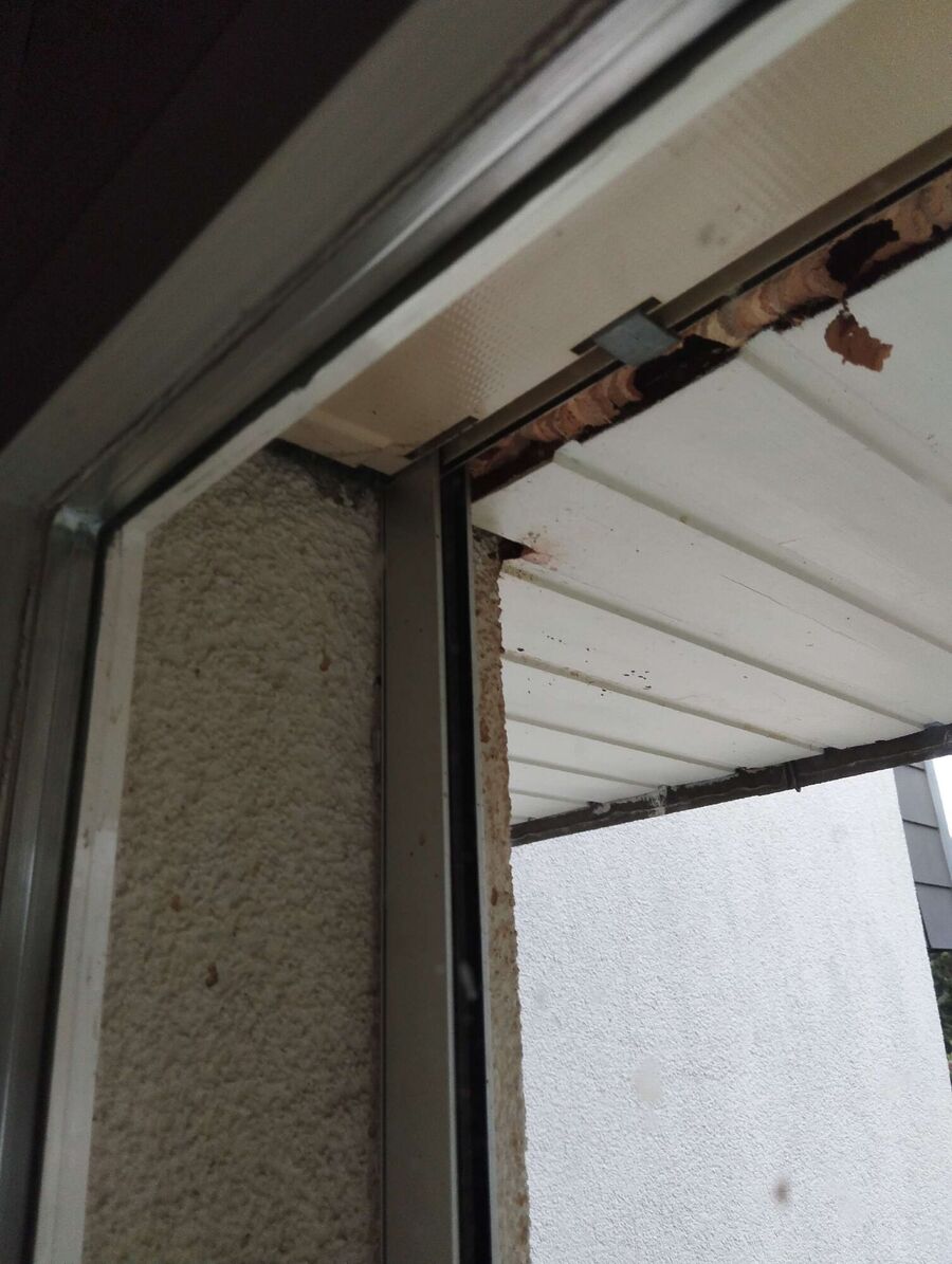 wespennest_entfernen