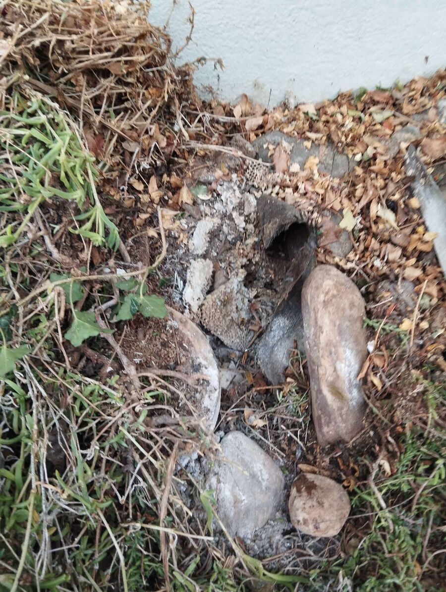 wespennest_entfernen