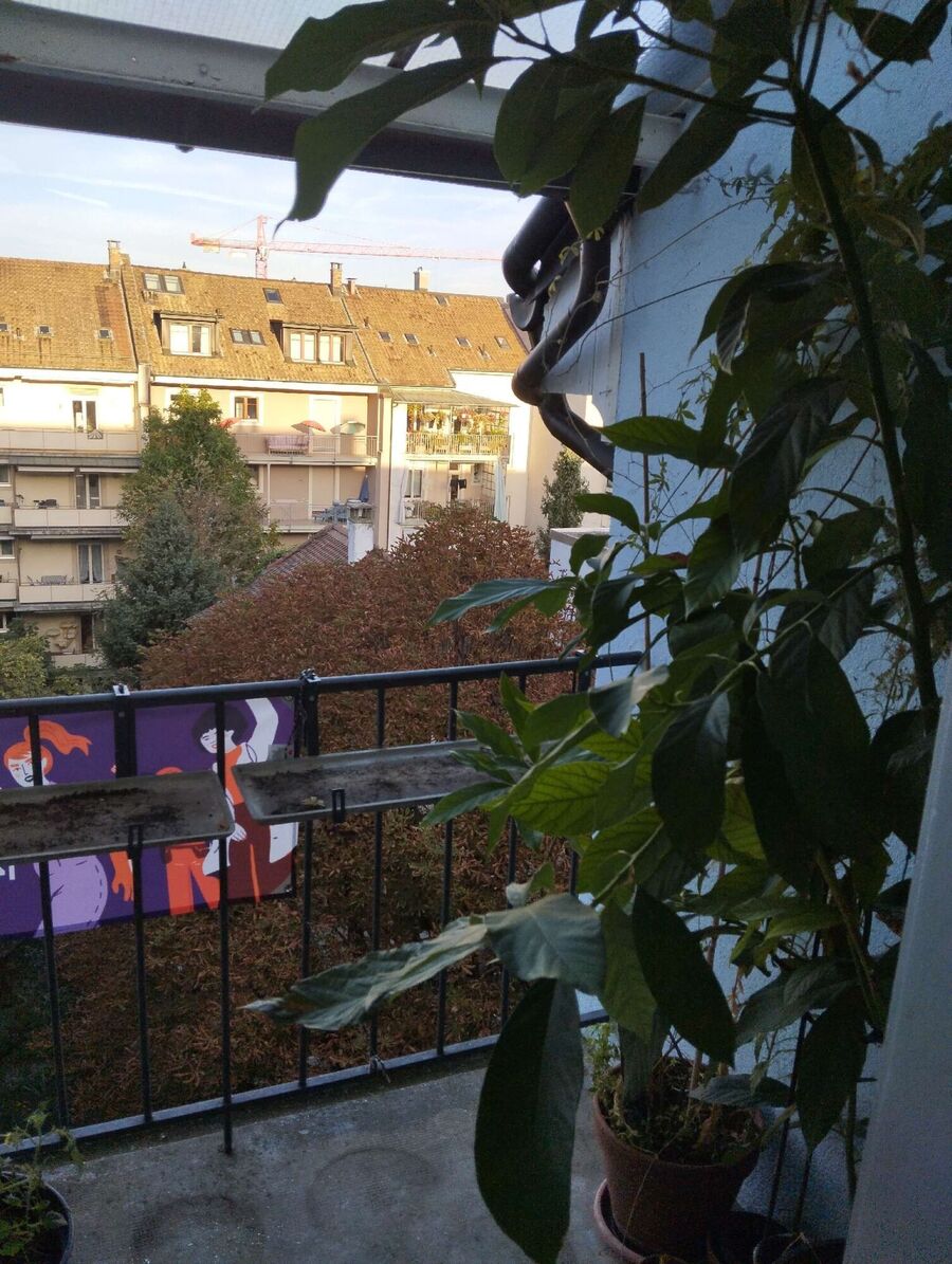 wespennest_entfernen