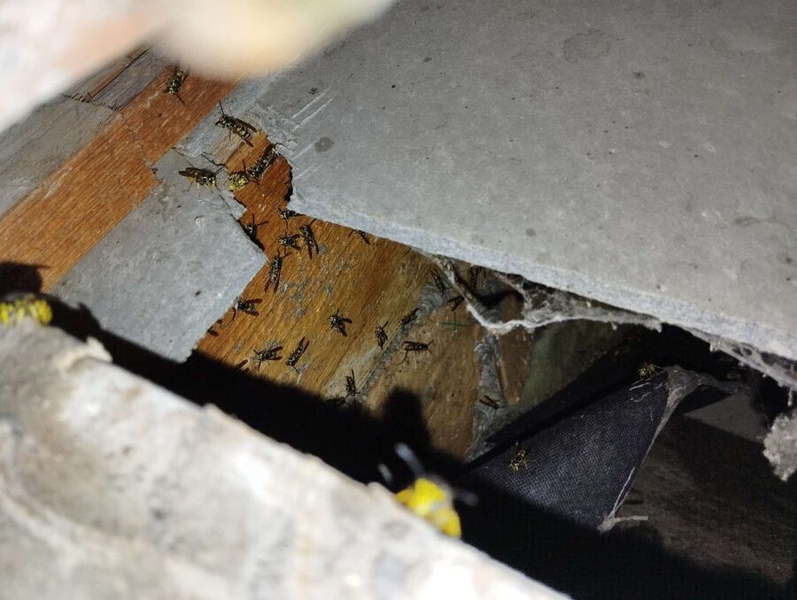 wespennest_entfernen