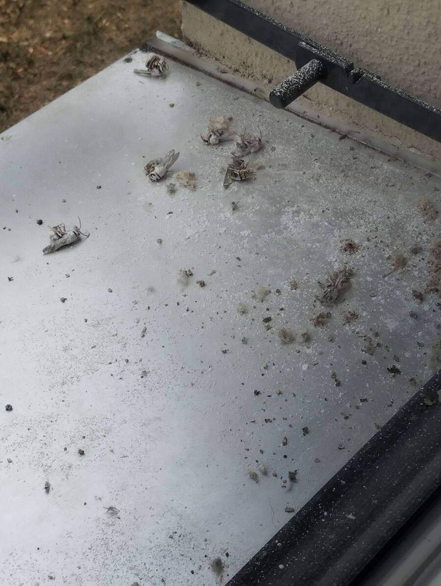 wespennest_entfernen