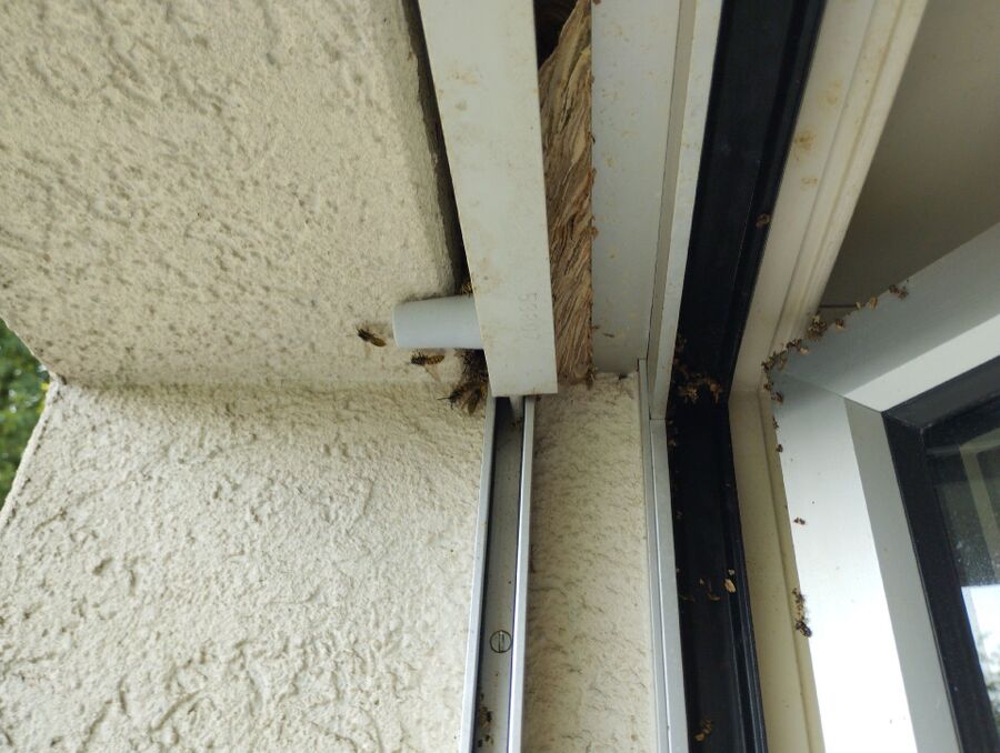 wespennest_entfernen