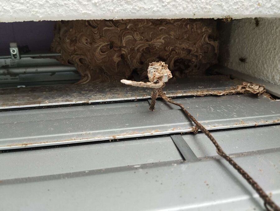 wespennest_entfernen