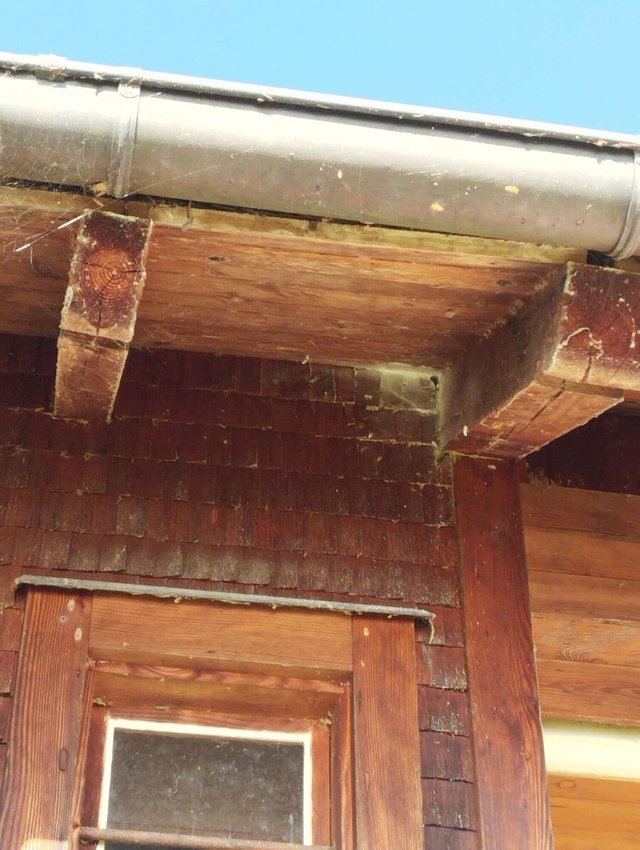 wespennest_entfernen