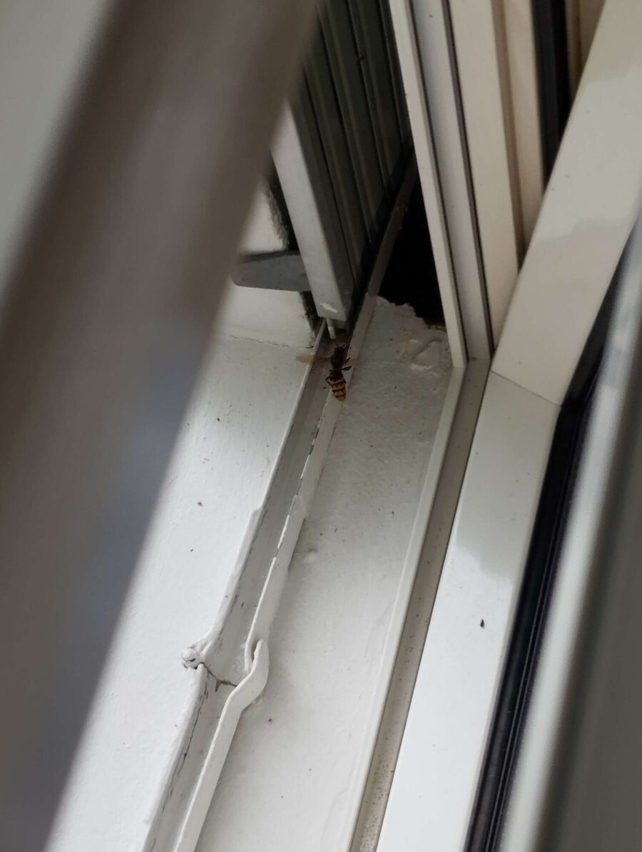 wespennest_entfernen