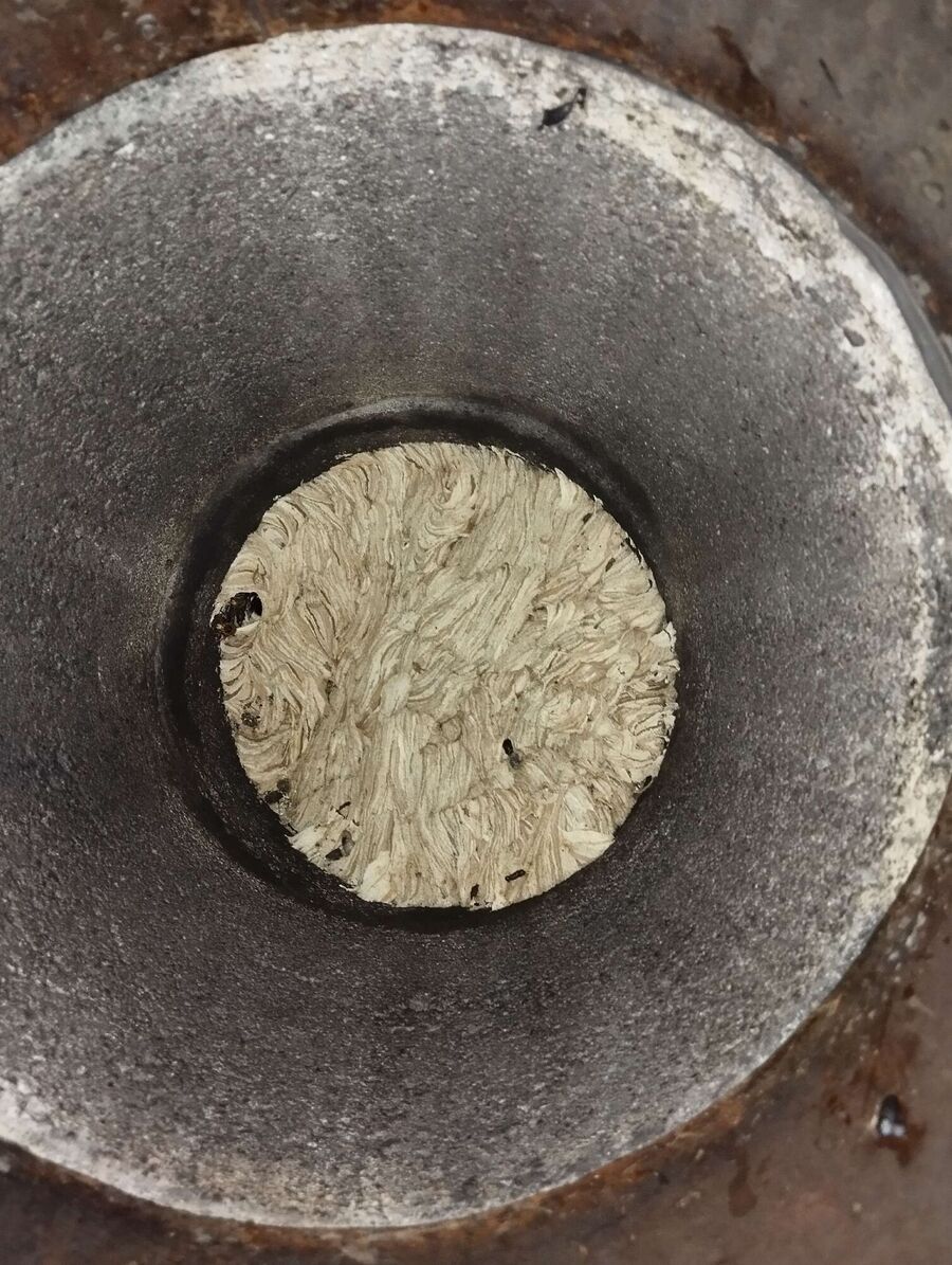 wespennest_entfernen