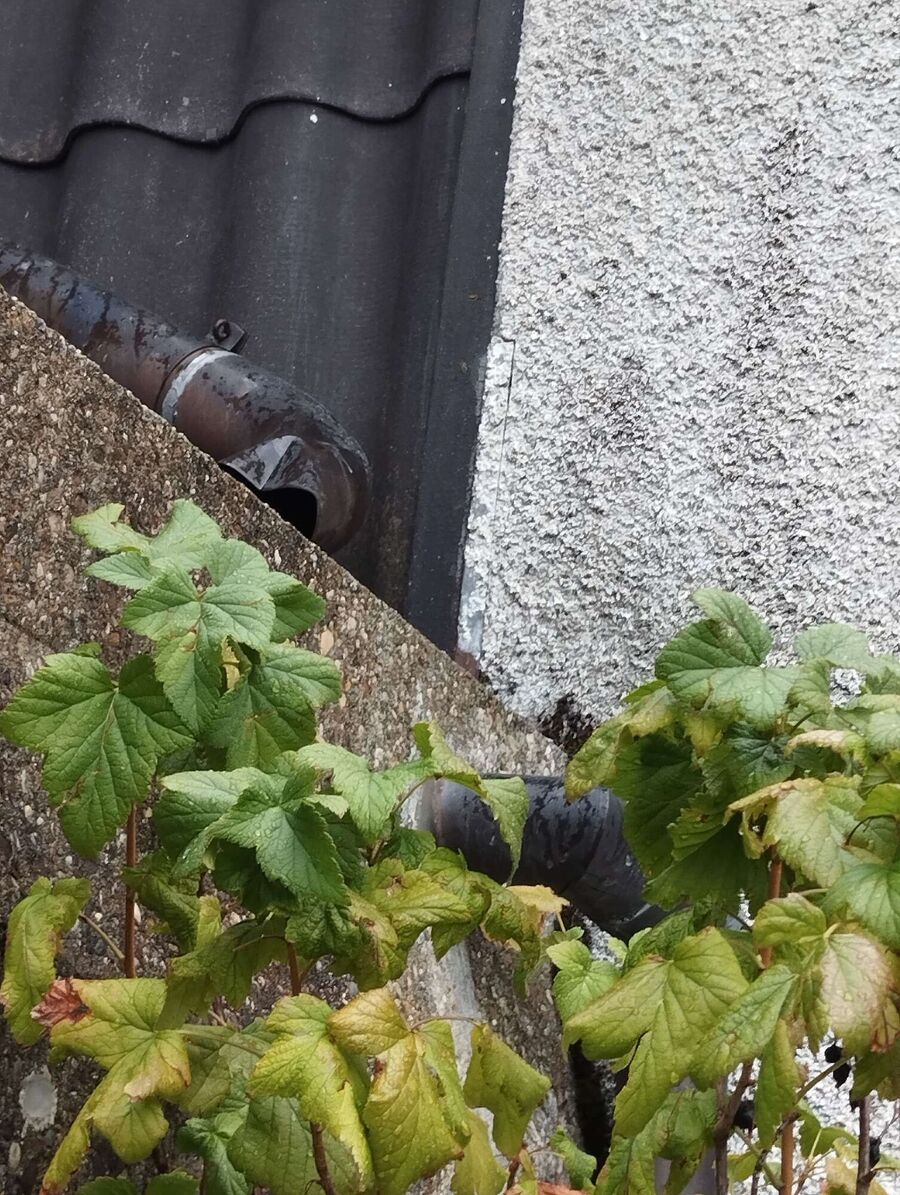 wespennest_entfernen