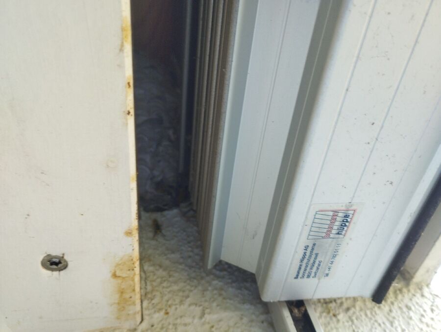 wespennest_entfernen