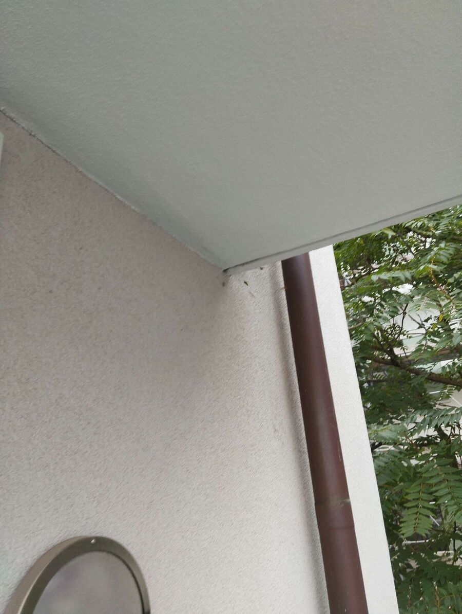 wespennest_entfernen