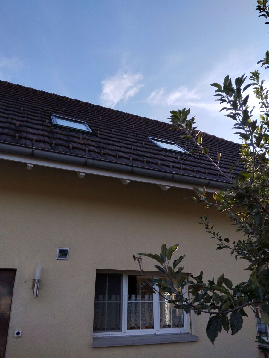 wespennest_entfernen