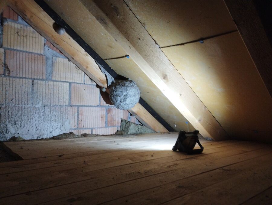 wespennest_entfernen