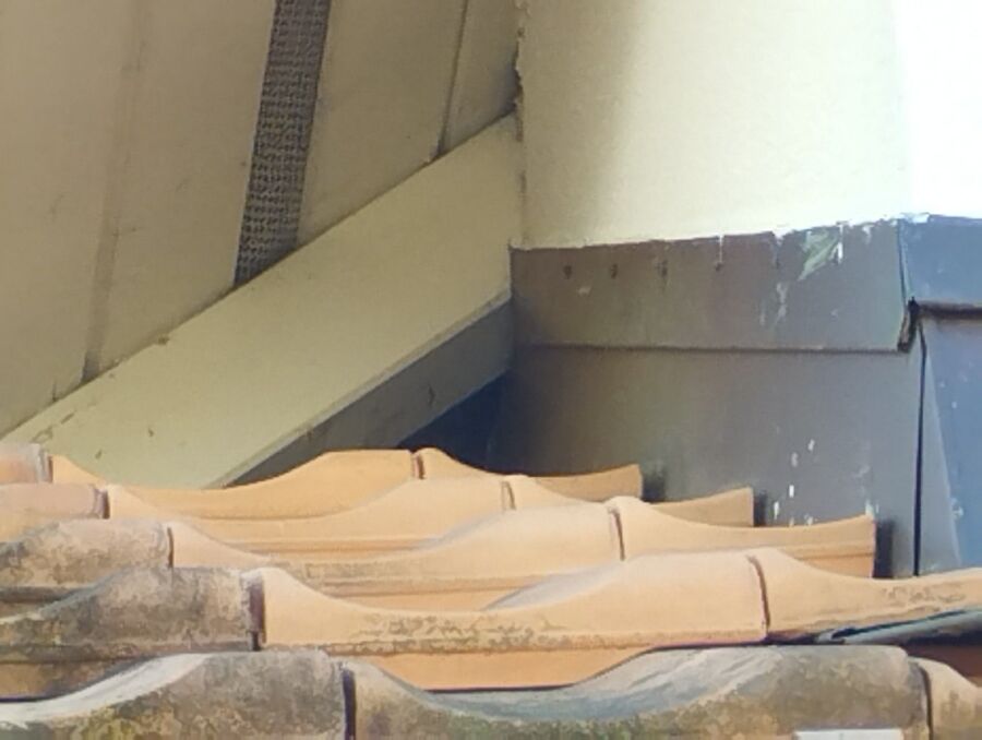 wespennest_entfernen